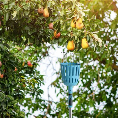 product-395-395 Usage scene fruit picker pole with basket